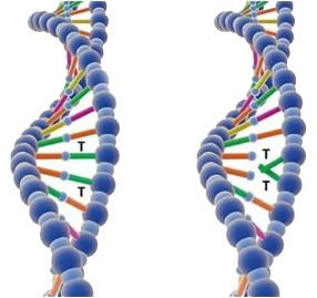 DNA Canopus